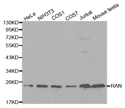 Western blot analysis of extracts of various cell lines, using RAN antibody.