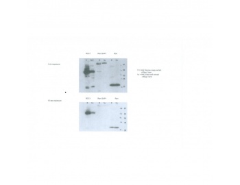 Western blot of RAN antibody LS-C82247.