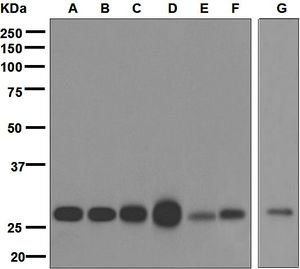 Western blot analysis on (A) F9, (B) NIH/3T3, (C) MCF-7, (D) PC-12, (E) rat brain, (F) HeLa, and (G) HepG2 lysates using anti-RanBP1 antibody.