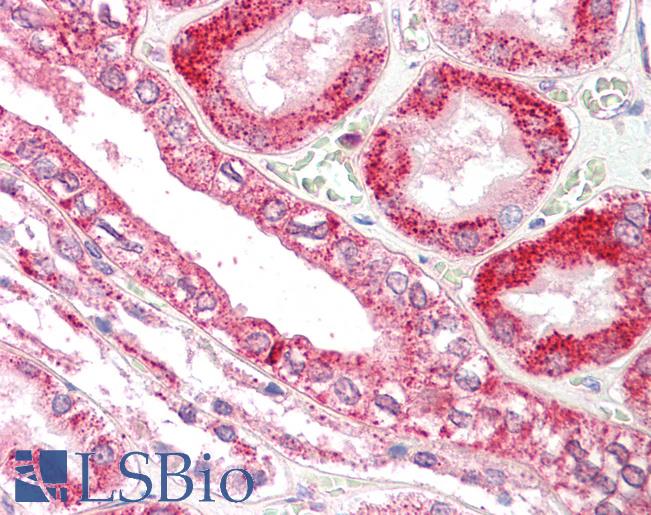 Anti-RANBP1 antibody IHC staining of human kidney. Immunohistochemistry of formalin-fixed, paraffin-embedded tissue after heat-induced antigen retrieval.