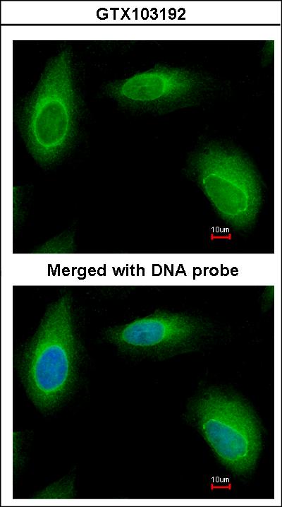 Immunofluorescence of paraformaldehyde-fixed HeLa using Ran BP-1 antibody at 1:200 dilution.