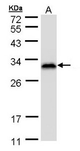 Sample (30 ug of whole cell lysate). A: HeLa S3 . 12% SDS PAGE. RANBP1 antibody diluted at 1:1000
