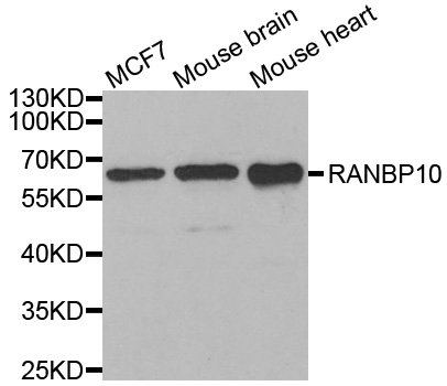 Western blot analysis of extracts of various cell lines, using RANBP10 antibody.
