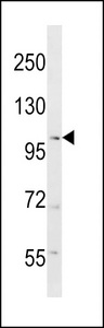 RANBP17 Antibody western blot of mouse testis tissue lysates (35 ug/lane). The RANBP17 antibody detected the RANBP17 protein (arrow).