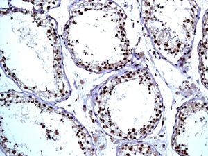 IHC of paraffin-embedded human testis tissue using anti-RANBP3 antibody.