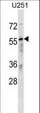 RANBP3 Antibody western blot of U251 cell line lysates (35 ug/lane). The RANBP3 antibody detected the RANBP3 protein (arrow).