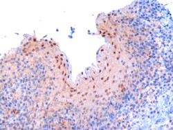 Antibody (3 ug/ml) staining of paraffin embedded human tonsil. Microwaved antigen retrieval with Tris/EDTA buffer pH9, HRP-staining.