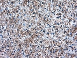 IHC of paraffin-embedded Human liver tissue using anti-RANGAP1 mouse monoclonal antibody. (Dilution 1:50).