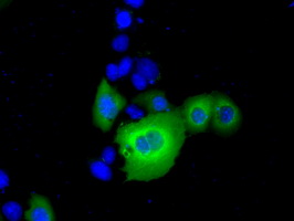 Anti-RANGAP1 mouse monoclonal antibody immunofluorescent staining of COS7 cells transiently transfected by pCMV6-ENTRY RANGAP1.
