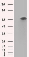 HEK293T cells were transfected with the pCMV6-ENTRY control (Left lane) or pCMV6-ENTRY RANGAP1 (Right lane) cDNA for 48 hrs and lysed. Equivalent amounts of cell lysates (5 ug per lane) were separated by SDS-PAGE and immunoblotted with anti-RANGAP1.