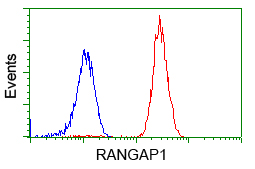 Flow cytometry of Jurkat cells, using anti-RANGAP1 antibody, (Red), compared to a nonspecific negative control antibody, (Blue).