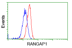 Flow cytometry of HeLa cells, using anti-RANGAP1 antibody, (Red), compared to a nonspecific negative control antibody, (Blue).