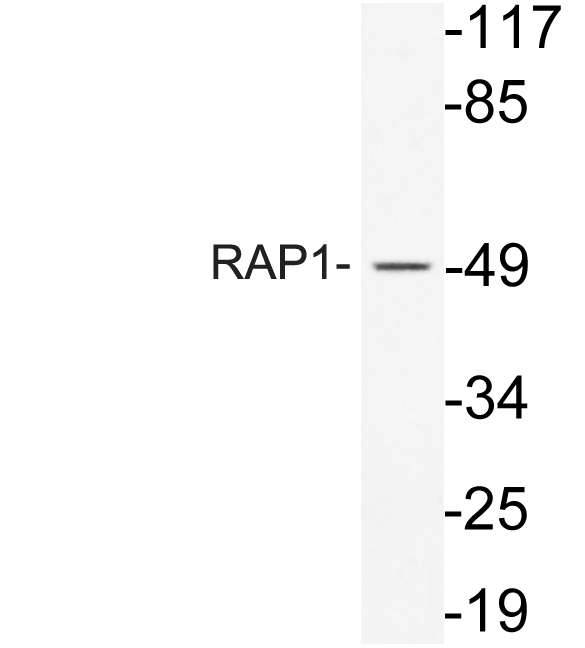 Western blot of RAP1 (K252) pAb in extracts from 293 cells.