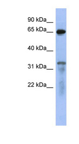 RAP1GAP antibody LS-C111935 Western blot of 293T cell lysate.