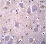RAP1GDS1 Antibody immunohistochemistry of formalin-fixed and paraffin-embedded human brain tissue followed by peroxidase-conjugated secondary antibody and DAB staining.