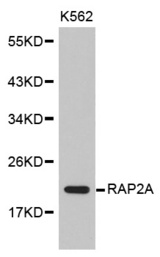 Western blot analysis of extracts of K562 cell line, using RAP2A antibody.