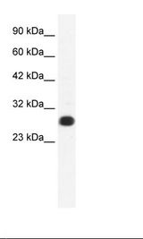 HepG2 Cell Lysate