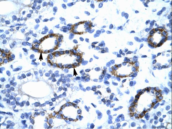 GTF2F2 antibody LS-C29854 was used in IHC to stain formalin-fixed, paraffin-embedded human kidney.