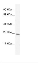 Fetal Liver Lysate