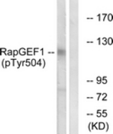 Western blot of extracts from HepG2 cells treated with Na3VO4 0.3nM 40', using RapGEF1 (Phospho-Tyr504) Antibody. The lane on the right was incubated with synthetic peptide.