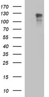 HEK293T cells were transfected with the pCMV6-ENTRY control (Left lane) or pCMV6-ENTRY RAPGEF1 (Right lane) cDNA for 48 hrs and lysed. Equivalent amounts of cell lysates (5 ug per lane) were separated by SDS-PAGE and immunoblotted with anti-RAPGEF1.