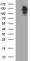 HEK293T cells were transfected with the pCMV6-ENTRY control (Left lane) or pCMV6-ENTRY RAPGEF1 (Right lane) cDNA for 48 hrs and lysed. Equivalent amounts of cell lysates (5 ug per lane) were separated by SDS-PAGE and immunoblotted with anti-RAPGEF1.