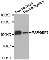 Western blot analysis of extracts of various tissues, using RAPGEF3 antibody.