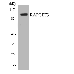 Western blot of the lysates from HeLa cells using RAPGEF3 antibody.