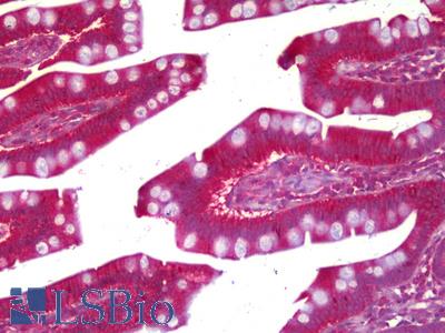 Anti-PRUNE antibody IHC of human small intestine. Immunohistochemistry of formalin-fixed, paraffin-embedded tissue after heat-induced antigen retrieval. Antibody LS-B6393 concentration 5 ug/ml.