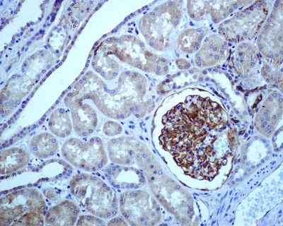 IHC of paraffin-embedded human kidney tissue using Anti-Epac1 antibody.
