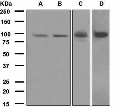 Western blot analysis on (A) HeLa, (B) HepG2, (C) Human heart, and (D) HUVEC cell lysates using anti-Epac1 antibody.