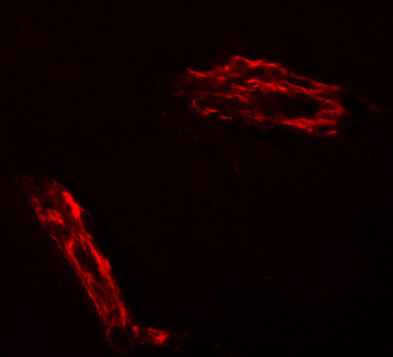 Immunofluorescence of EPAC1 in rat brain tissue with EPAC1 antibody at 20 µg/mL.