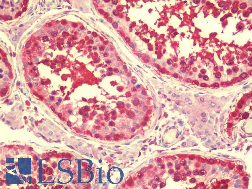 Anti-RAPGEF4 / EPAC2 antibody IHC staining of human testis. Immunohistochemistry of formalin-fixed, paraffin-embedded tissue after heat-induced antigen retrieval. Antibody LS-B9590 concentration 5 ug/ml.