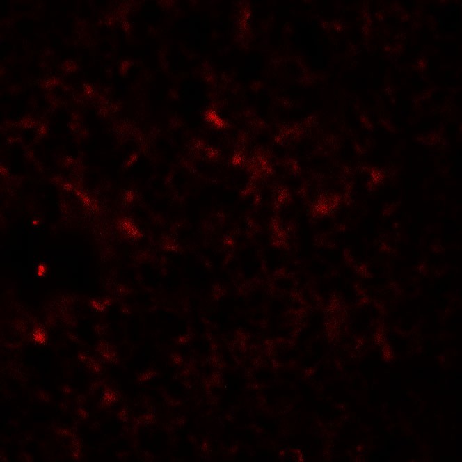 Immunofluorescence of EPAC2 in mouse liver tissue with EPAC2 antibody at 20 µg/mL.