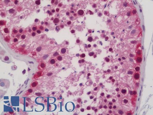 Anti-RAPGEF5 / GFR antibody IHC staining of human testis. Immunohistochemistry of formalin-fixed, paraffin-embedded tissue after heat-induced antigen retrieval. Antibody LS-B11458 concentration 20 ug/ml.