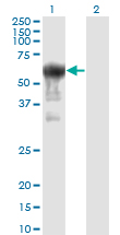 Western blot of PRUNE expression in transfected 293T cell line by PRUNE monoclonal antibody, clone 1C11.