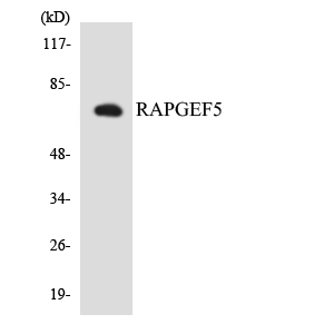 Western blot of the lysates from COLO205 cells using RAPGEF5 antibody.