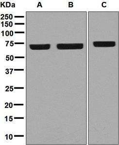 Western blot analysis on (A) 293T, (B) HeLa, and (C) K562 cell lysates using anti-RAPGEF5 antibody.