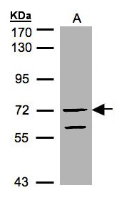 Sample (30 ug of whole cell lysate). A: HeLa S3. 7.5% SDS PAGE. RAPGEF5 / GFR antibody diluted at 1:1000