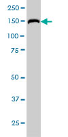 LS-B6348 in Western blot of RAPGEF6 expression in HeLa NE.