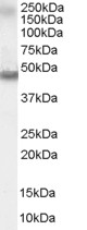 Antibody staining (0.03 ug/ml) of Human Brain lysate (RIPA buffer, 30 ug total protein per lane). Primary incubated for 1 hour. Detected by Western blot of chemiluminescence.