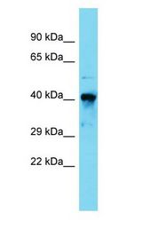 RARA / RAR Alpha antibody Western Blot of Mouse Kidney. Antibody dilution: 1 ug/ml.