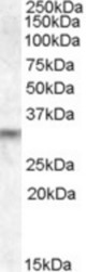 Antibody (1 ug/ml) staining of Human Brain lysate (35 ug protein in RIPA buffer). Primary incubation was 1 hour. Detected by chemiluminescence