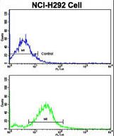 Flow cytometric of NCI-H292 cells using RARS2 Antibody (bottom histogram) compared to a negative control cell (top histogram). FITC-conjugated goat-anti-rabbit secondary antibodies were used for the analysis.