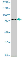 RASEF monoclonal antibody (M01), clone 2D5 Western blot of RASEF expression in K-562.