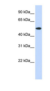 RASGEF1A antibody LS-C102649 Western blot of 293T cell lysate.
