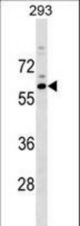 RASGEF1C Antibody western blot of 293 cell line lysates (35 ug/lane). The RASGEF1C antibody detected the RASGEF1C protein (arrow).