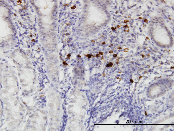 Immunoperoxidase of monoclonal antibody to RASGEF1C on formalin-fixed paraffin-embedded human stomach. [antibody concentration 3 ug/ml]