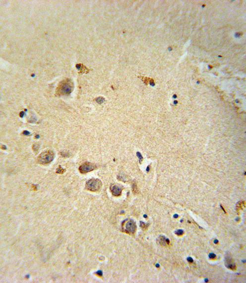 RASGRP1 Antibody immunohistochemistry of formalin-fixed and paraffin-embedded human brain tissue followed by peroxidase-conjugated secondary antibody and DAB staining.