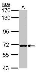 Sample (30 ug of whole cell lysate). A: Raji. 7.5% SDS PAGE. RASGRP2 antibody diluted at 1:1000.